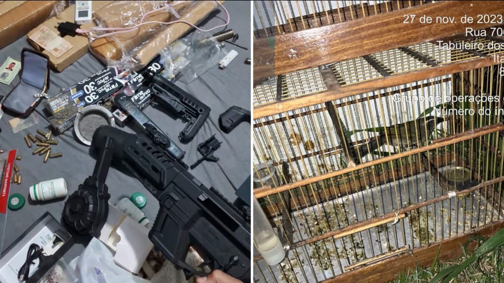 Operação em Itapema desvenda rede de crimes: tráfico, armamento ilegal e fauna ameaçada