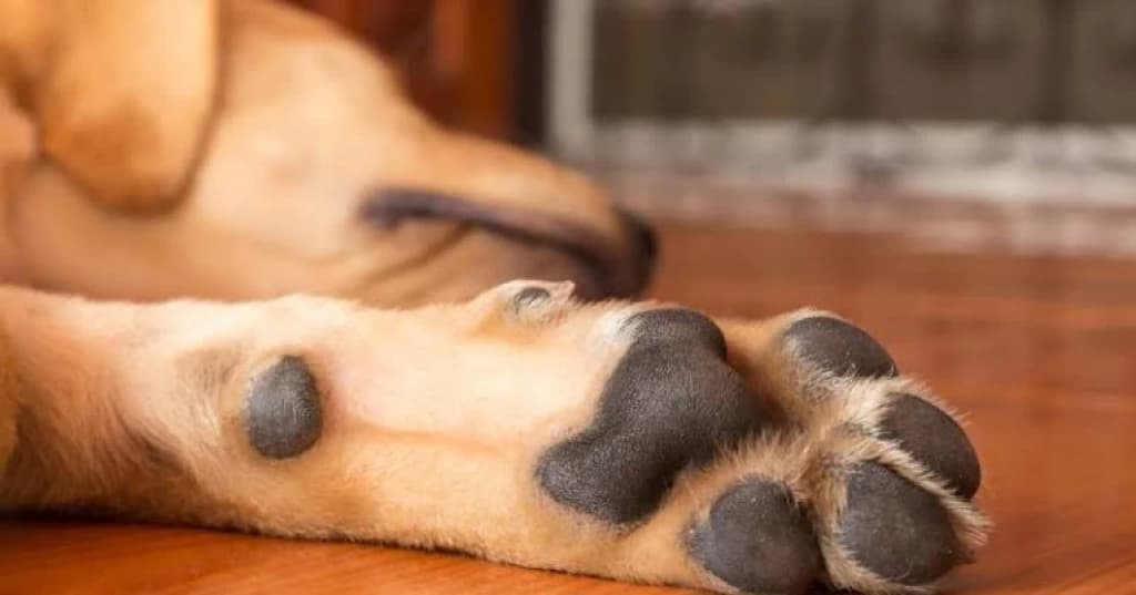 Idoso de 78 anos é flagrado estuprando cachorro em SC