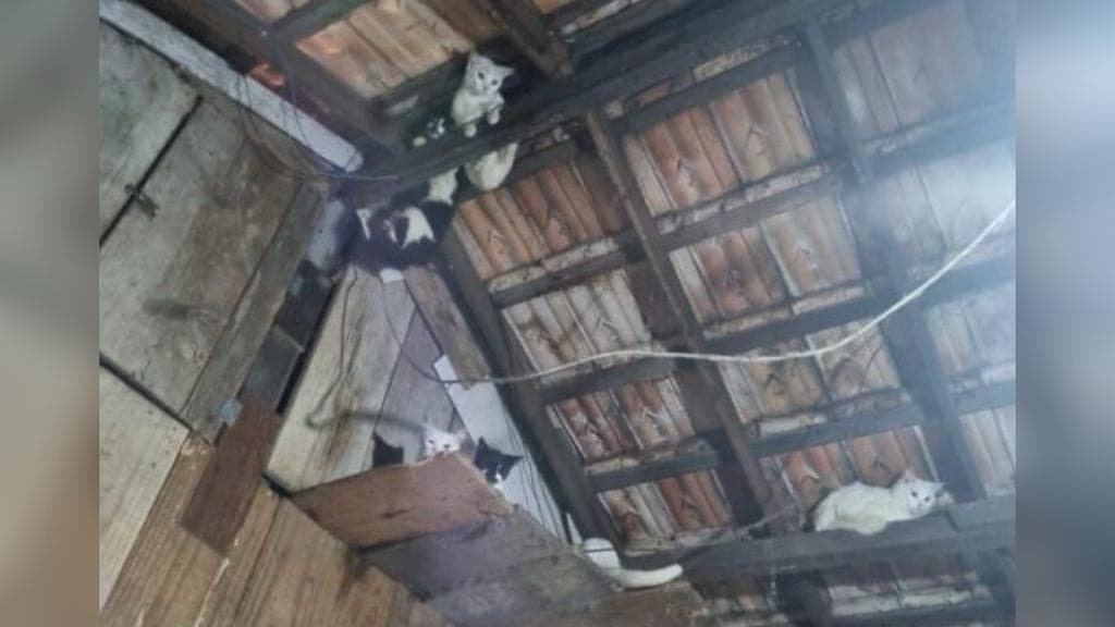 GATO ATÉ NO TELHADO: Acumuladores de gatos se dão mal em Florianópolis