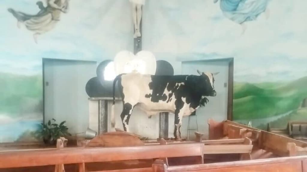 Vídeo: Boi é encontrado vivo em altar de igreja após enchente no RS