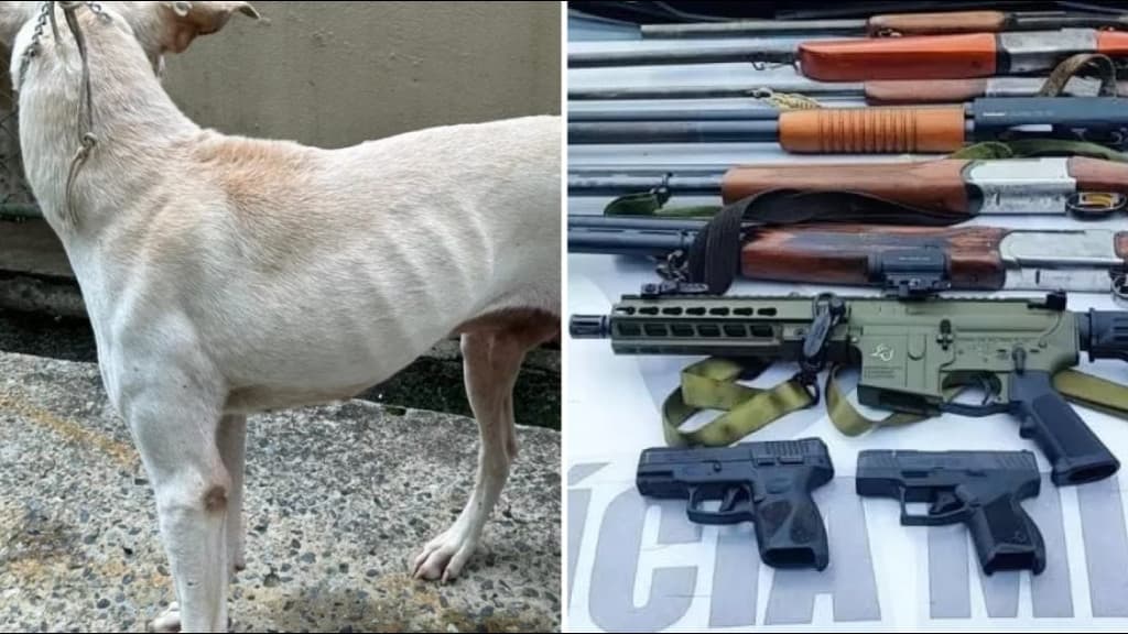 Quadrilha é presa por caça ilegal de animais no Litoral Norte