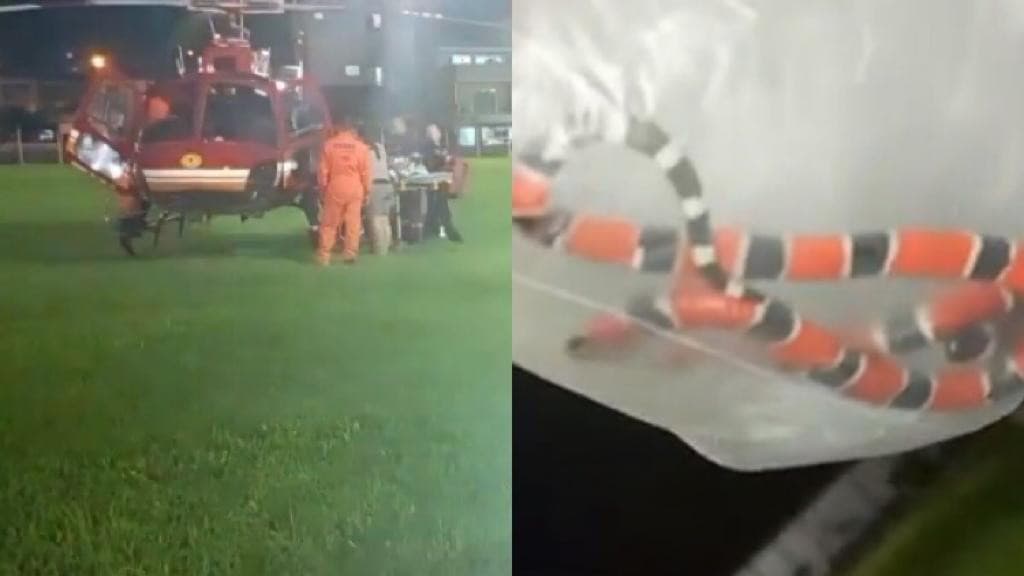 Menina de 7 anos é picada por cobra coral em São João Batista