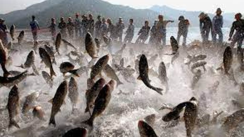 Justiça Federal extingue ação do Estado de SC sobre cotas para pesca da tainha