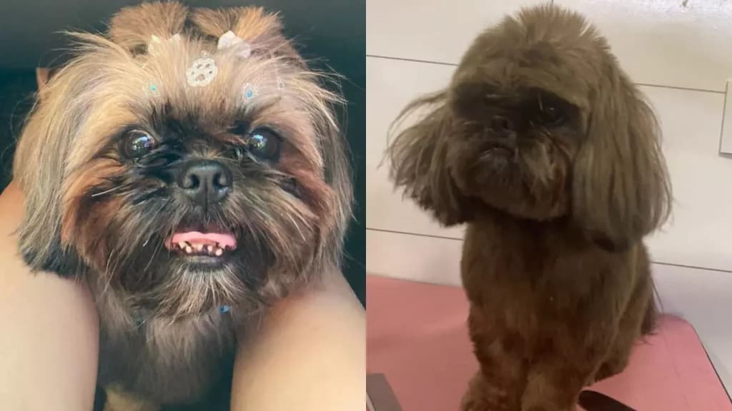 Cachorro furtado é encontrado pintado com tinta de cabelo