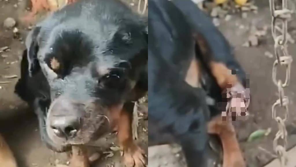Cachorro é encontrado acorrentado, com fome e perna comida por bichos
