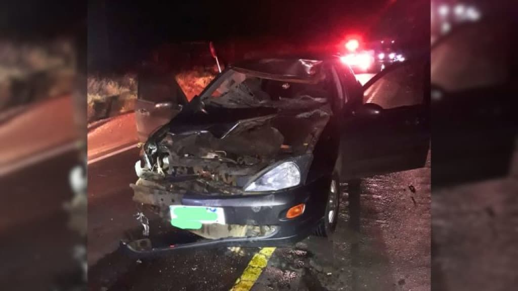 Acidente na SC-350 deixa homem ferido e cavalo morto