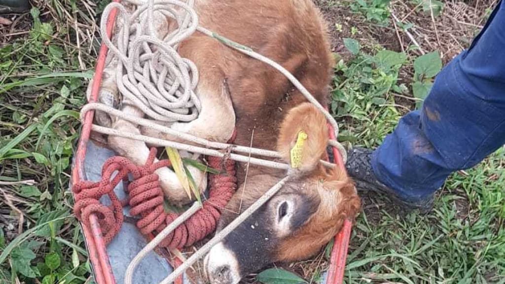 Bezerro cai em ribanceira de 50 metros e é resgatando em SC