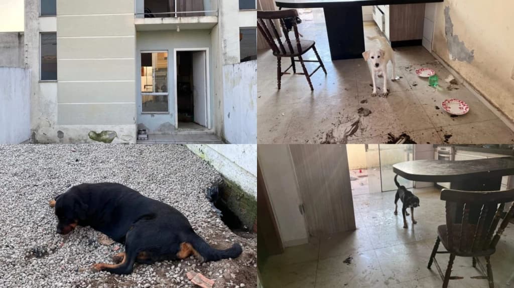 TIJUCAS – Inquilino abandona imóvel e deixa cães para trás