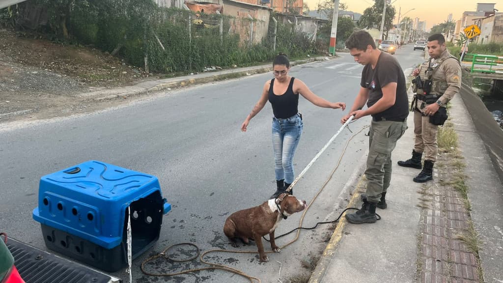 Pitbull é encontrado ferido em vala de Camboriú