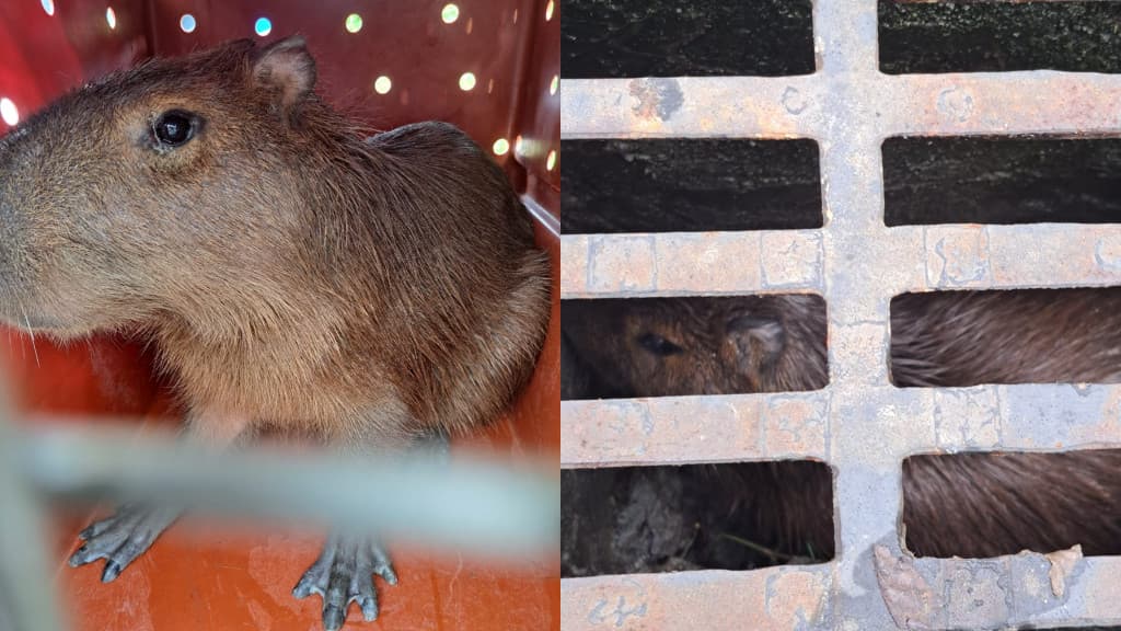 Capivara é resgatada de bueiro em Itapema