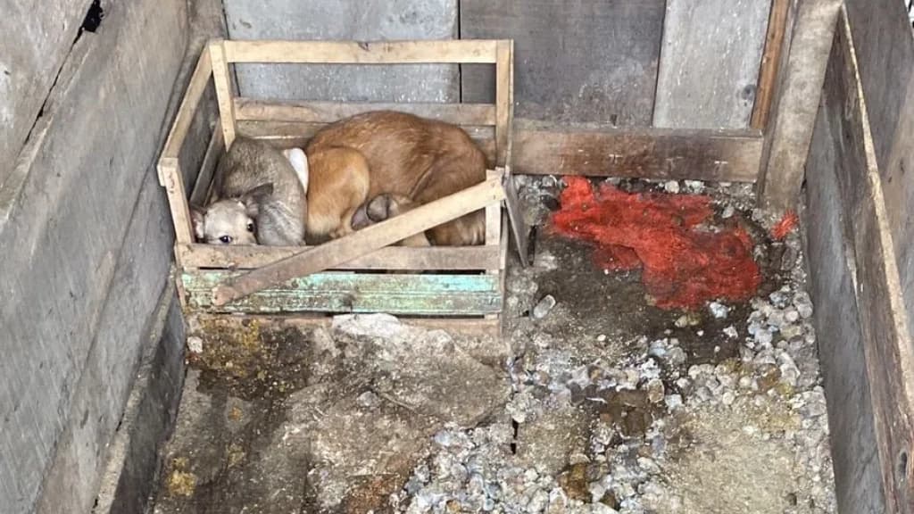 Homem é preso em flagrante por manter cães em situação deplorável