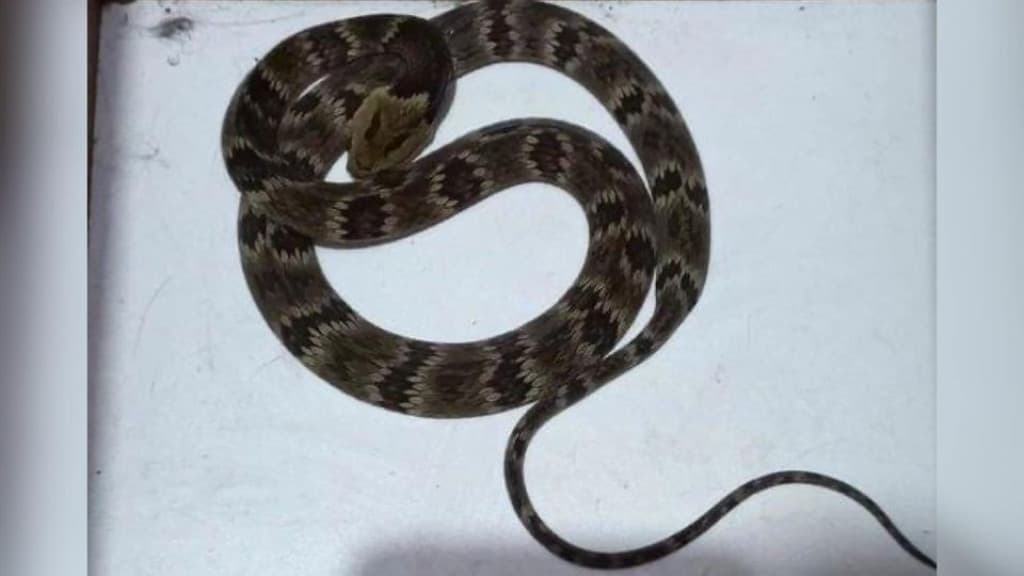 Bombeiros voluntários capturam serpente em creche de SC