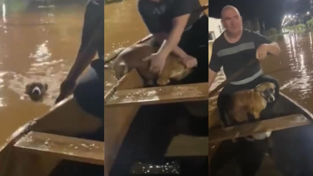 “Salva ele por favor”: Pai e filha resgatam cachorro caramelo de enchente no RS