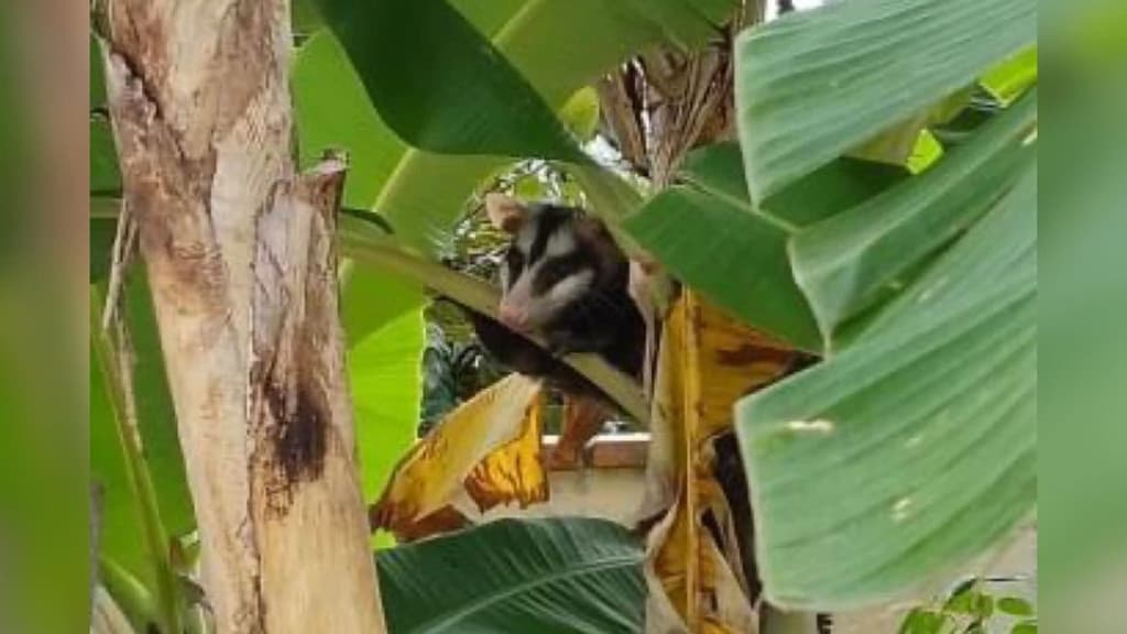 Gambá encurralado por cachorros é resgatado em pé de bananeira