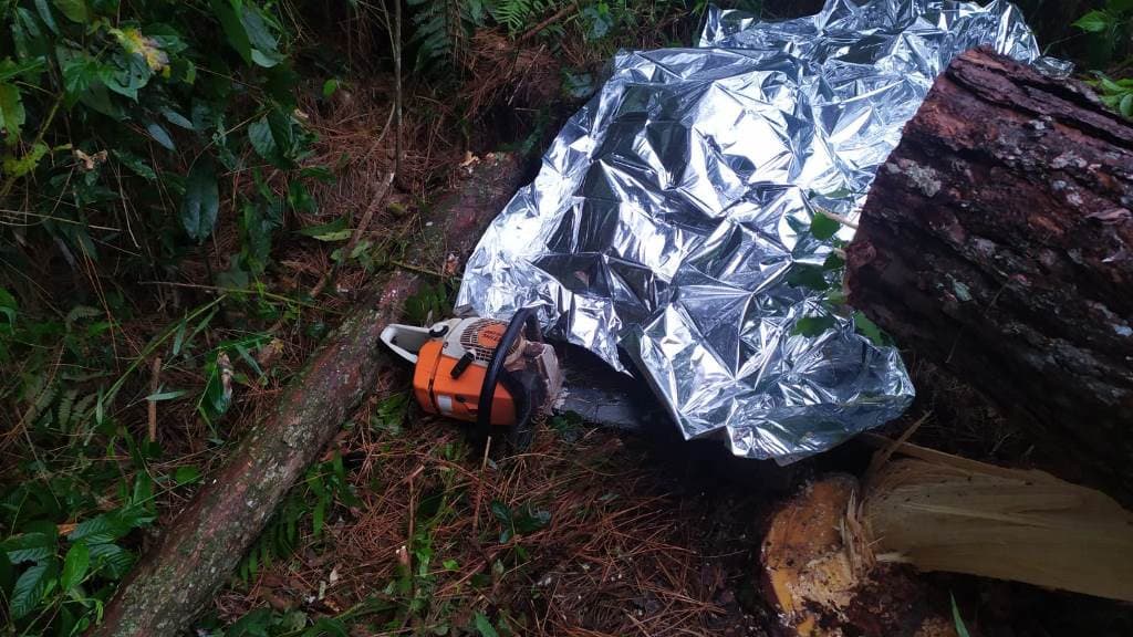 Trabalhador morre após ser atingido por árvore