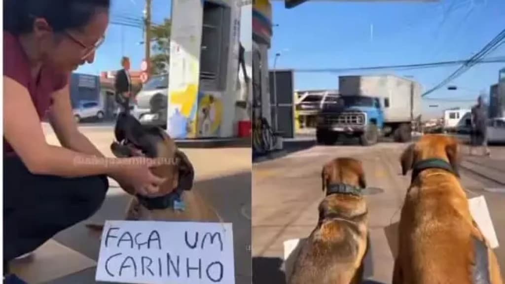 Posto de gasolina adota carinho em cães como forma de desconto