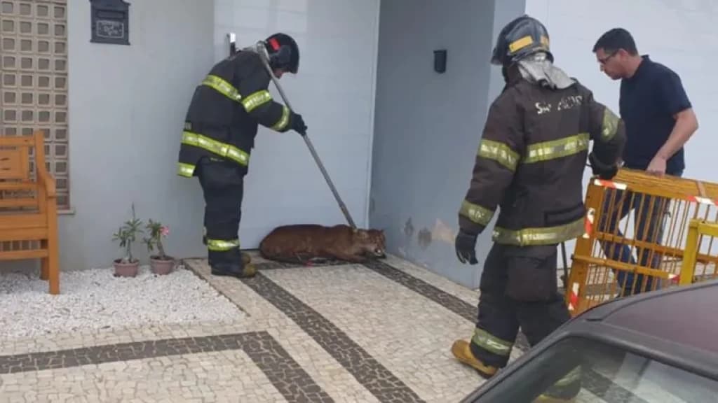 SUSTO: Onça-parda é capturada dentro de condomínio residencial