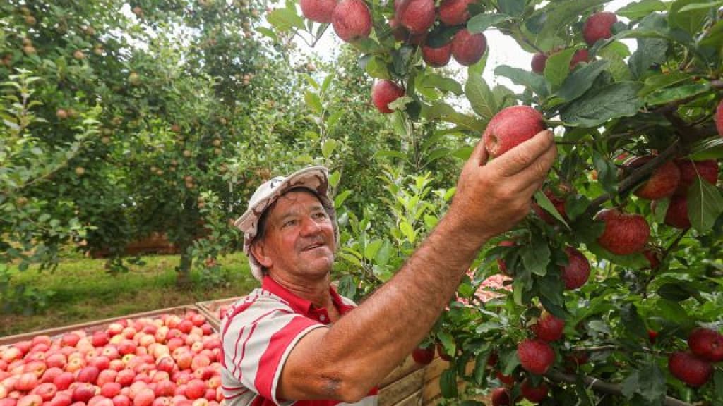 Safra da maçã começa em Santa Catarina e espera colher 500 mil toneladas