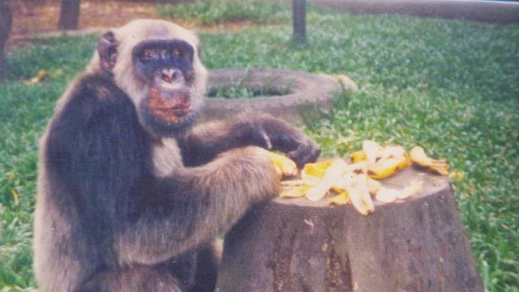 Macaco Tião foi “candidato” a prefeito e recebeu 400 mil votos