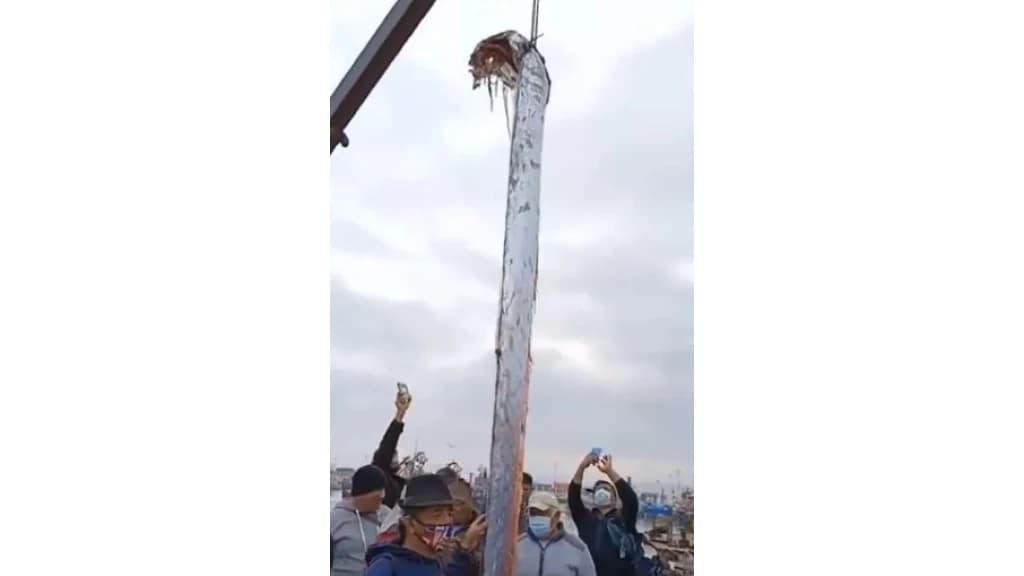 Peixe gigante que antecede tragédias é encontrado na América Latina