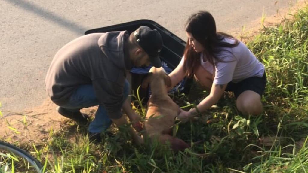 Prefeitura de Canelinha divulga nota sobre atropelamento de cão por ônibus escolar