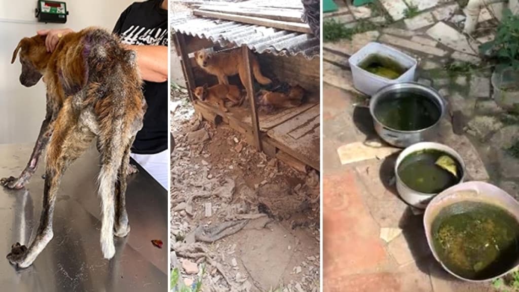 Cães são resgatados com sinais de maus-tratos e sem alimentação