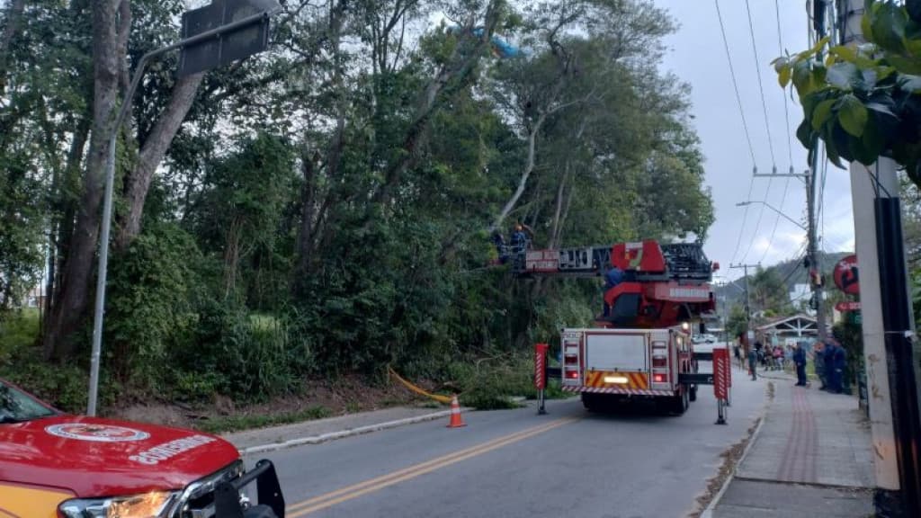Americano vem para Santa Catarina e acaba preso em árvore de Florianópolis