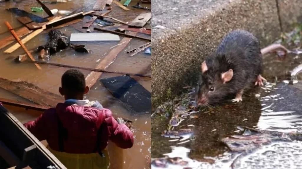 Leptospirose se alastra após enchentes e registra mortes no Rio Grande do Sul