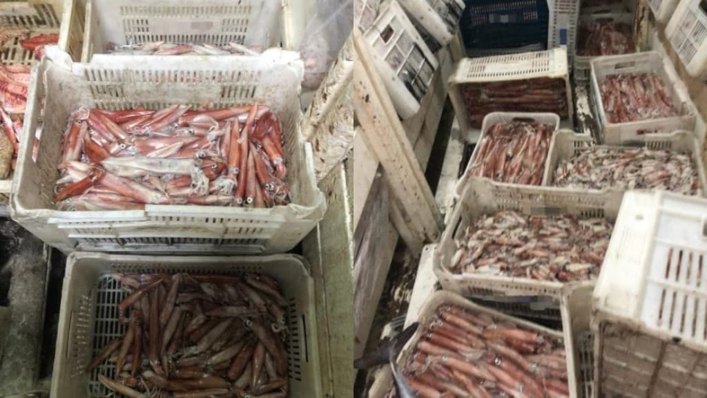 Lula vira almoço da Apae após apreensão de duas toneladas, em Porto Belo