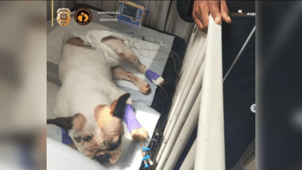 Investigação aponta maus-tratos a cães em centro de adestramento