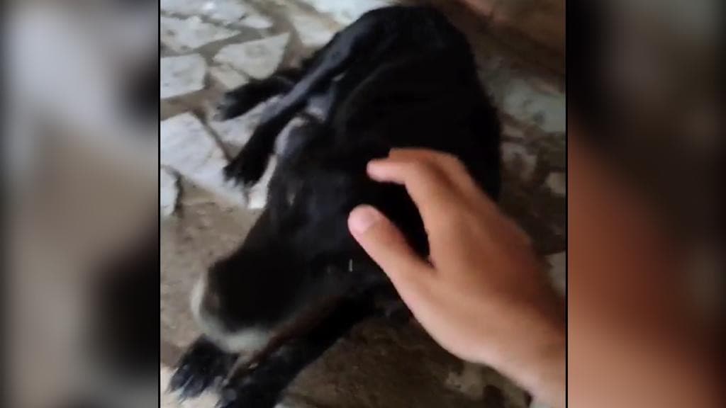 Cães acorrentados são deixados para trás e morrem afogados em enchente