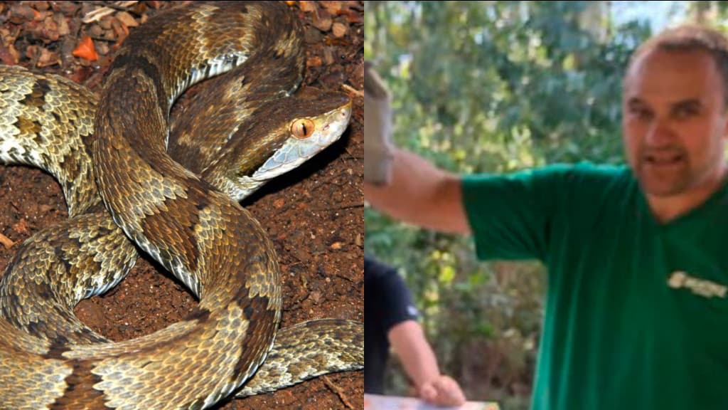 Pastor de SC está na UTI após ser picado por cobra jararaca