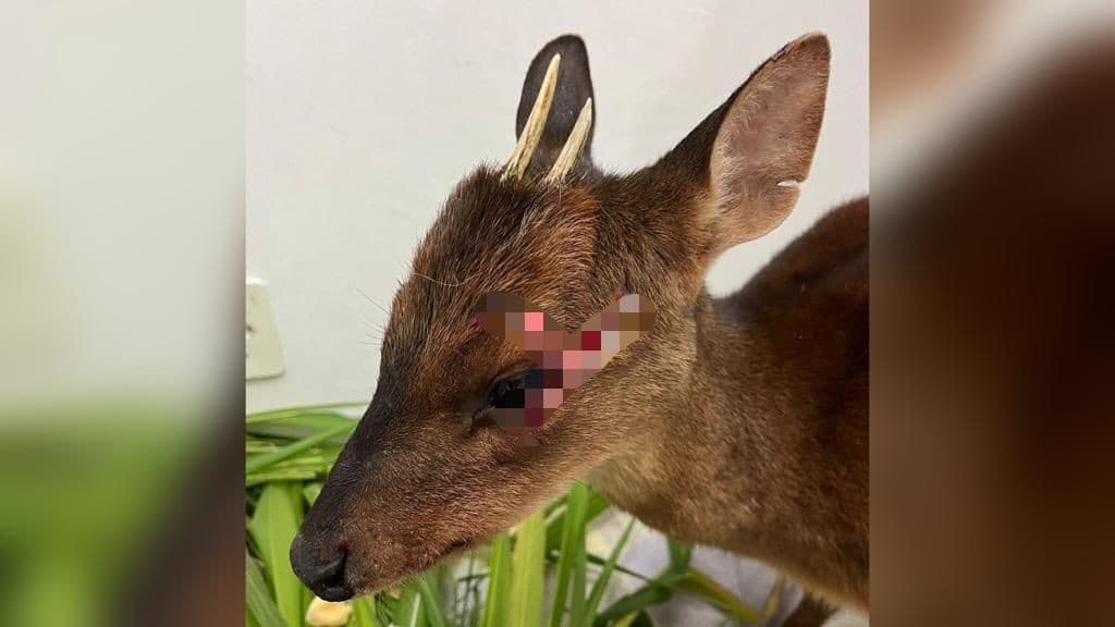 Veado é resgatado após ser atropelado em Santa Catarina