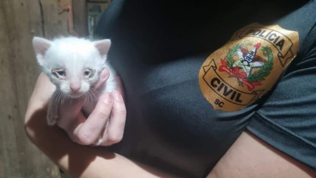 Região da Grande Florianópolis registra mais de 1,2 mil denúncias de maus-tratos a animais
