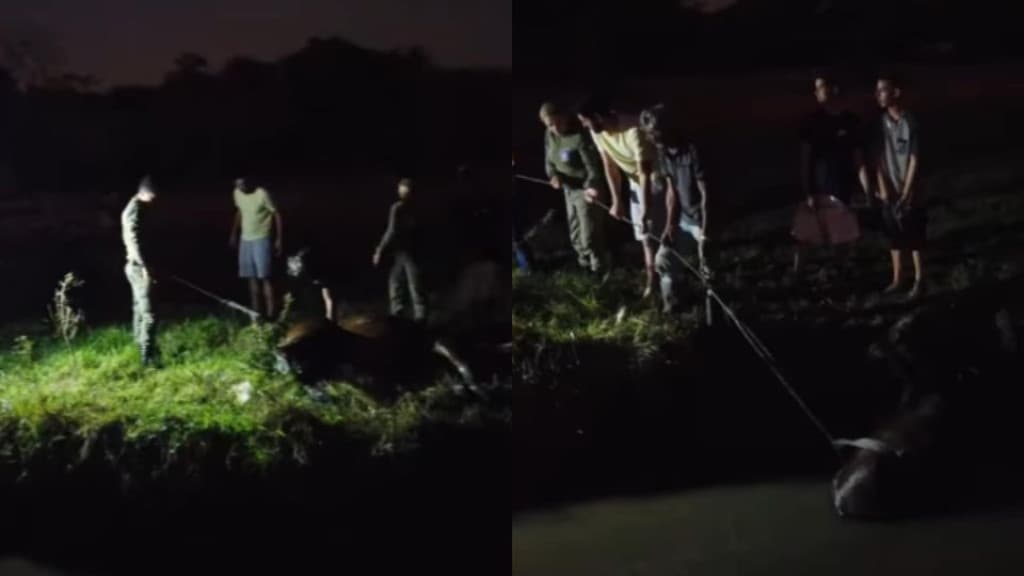 Cavalo é resgatado após ficar atolado em vala e quase se afogar em Tijucas