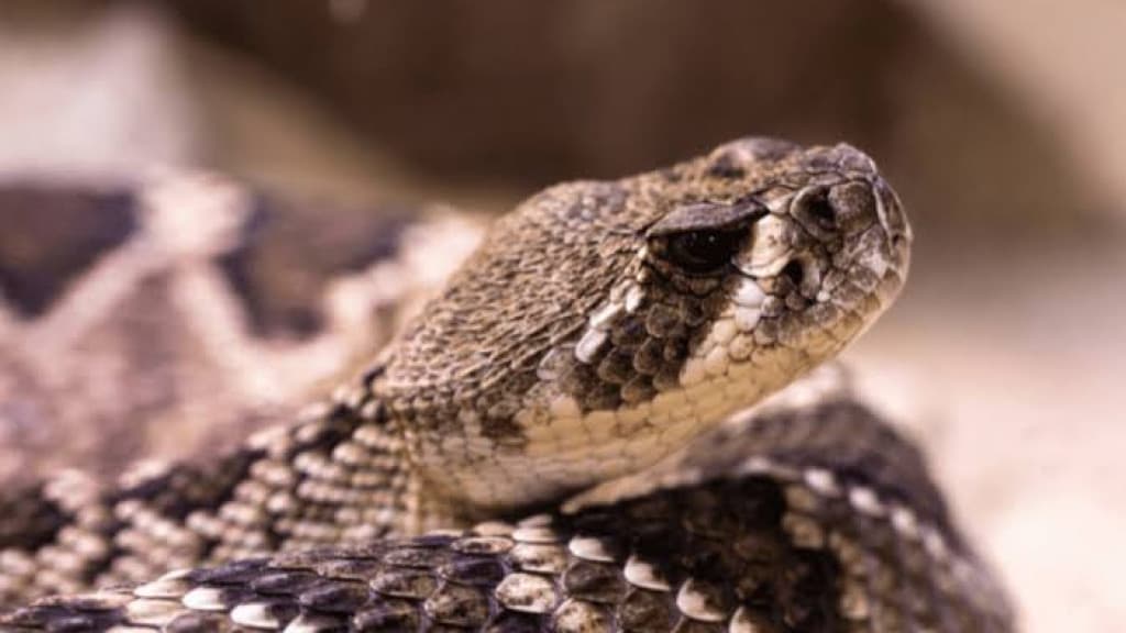 Dona de casa manda cobra embora “a vassouradas” em Itapema