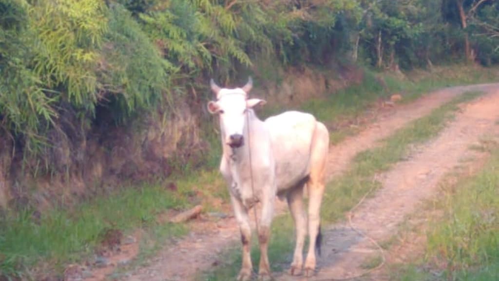 Boi foge de farristas, invade residências e é resgatado pela PM em Bombinhas