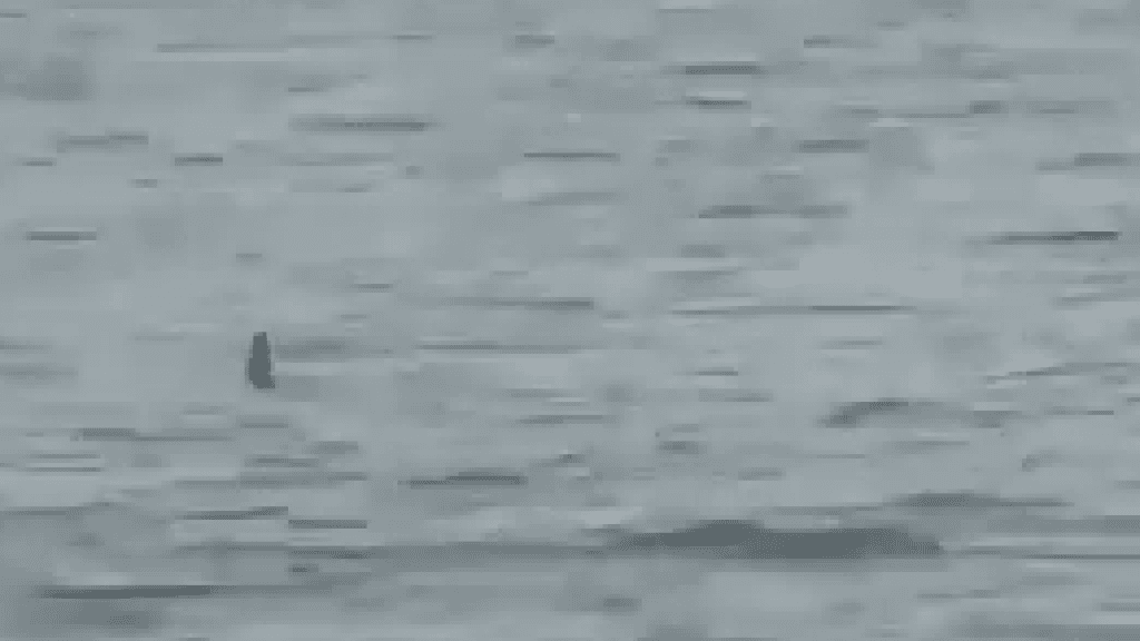 Tubarão é visto nadando próximo de banhistas em praia de Porto Belo