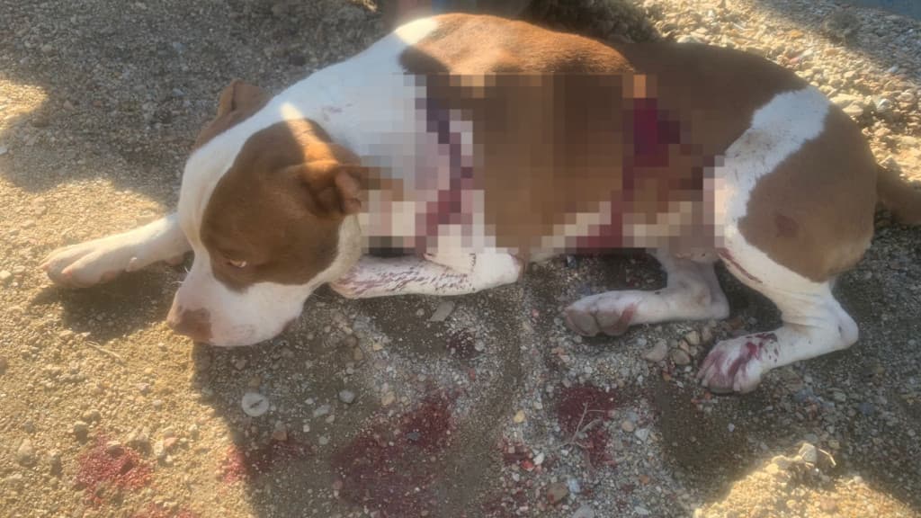 Pitbull é resgatado após levar tijolada e ser esfaqueado em São João Batista
