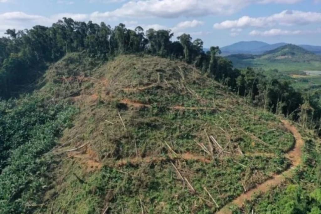 Santa Catarina é o quarto estado do Brasil que mais reduziu o desmatamento