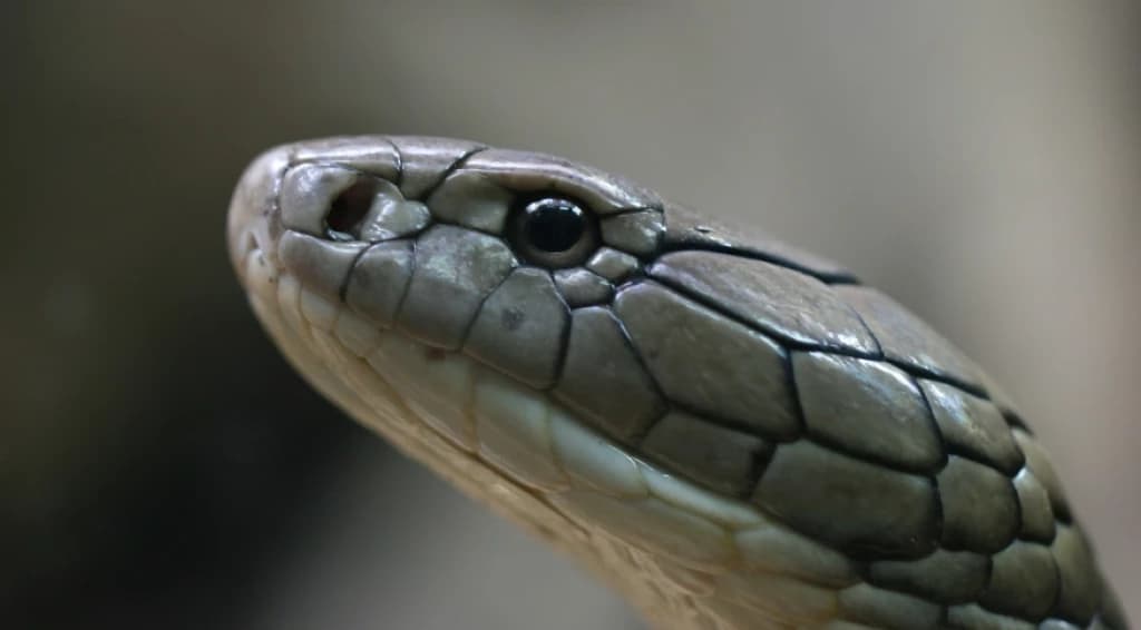 Homem é preso após usar cobra morta para assustar pessoas em SC