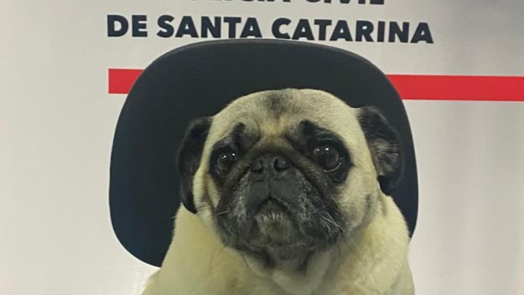 Polícia Civil de SC encontra cachorrinha desaparecida há dois meses após pedido de recompensa