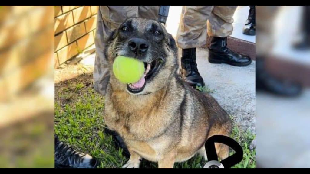 Cadela policial morre aos 20 anos após de serviços prestados