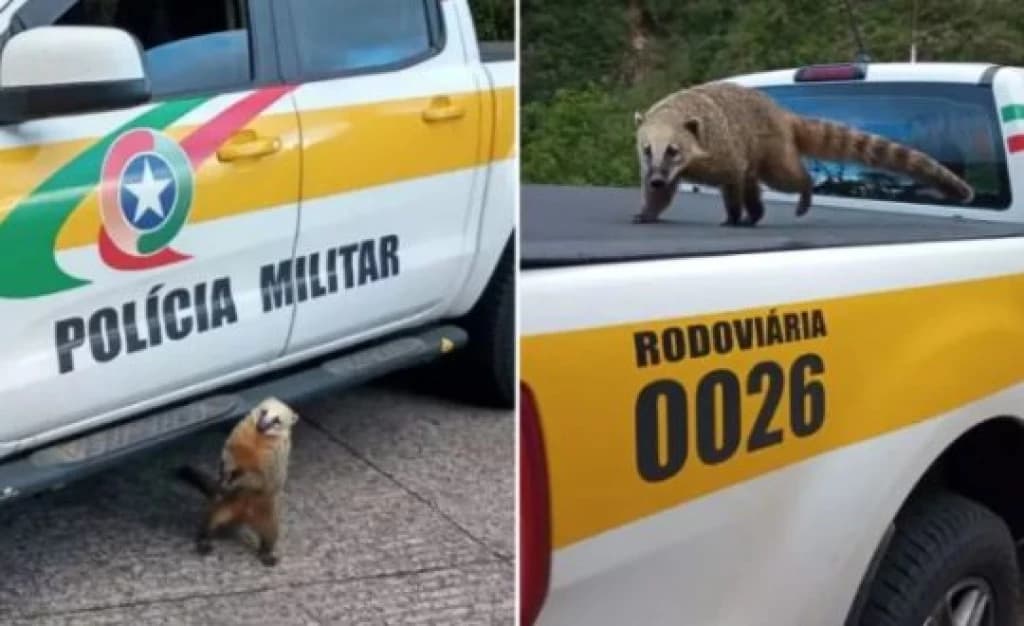 Quati sobe em viatura, tenta “pegar carona” e fotos viralizam em SC