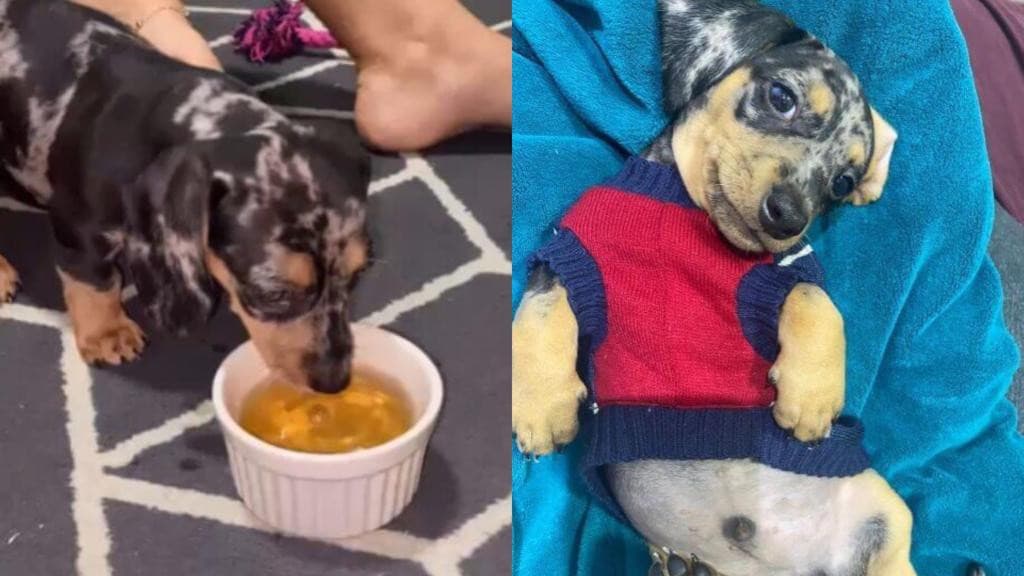 Filhote de salsicha toma chá de camomila para dormir e viraliza nas redes sociais