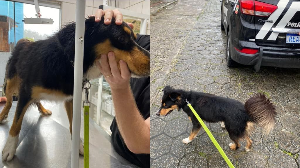 VÍDEO: Mãe será investigada após criança agredir cachorro, em Bombinhas