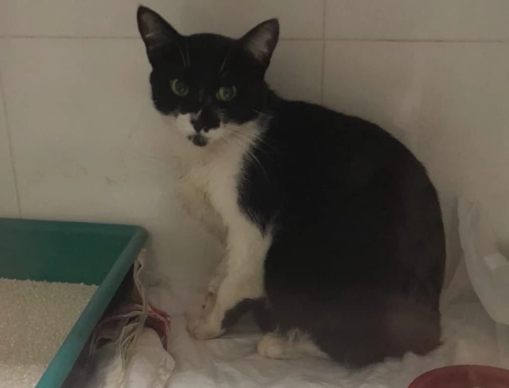 Moradores denunciam série de envenenamento de gatos em rua de Tijucas
