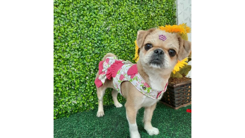 VÍDEO: Em ato de covardia, mulher leva cão em Pet Shop e o abandona em SC