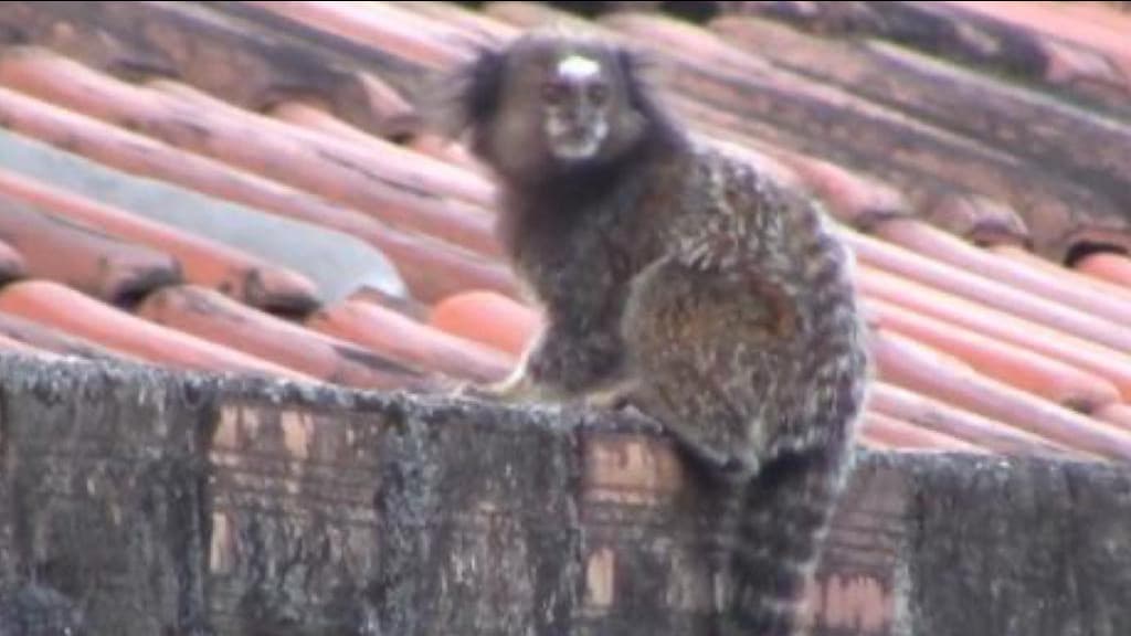 VÍDEO: Macaquinho aparece em Tijucas e diverte moradores: “fofura”