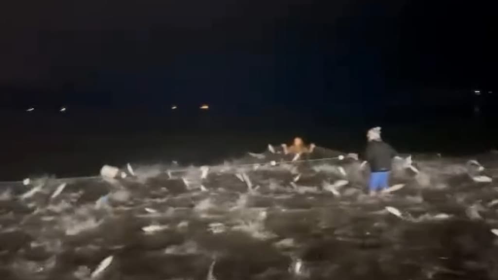 VÍDEO: Recorde na pesca artesanal de tainha em Balneário Camboriú